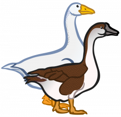 Clipart - geese - coloured