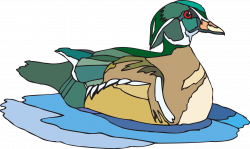 Water Brown Green Bird Duck PNG Image - Picpng