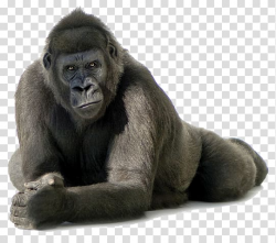 Cross River gorilla , others transparent background PNG ...