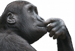 Gorilla Finger In Mouth transparent PNG - StickPNG
