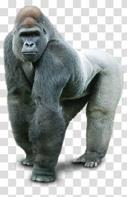Gorilla transparent background PNG clipart | HiClipart