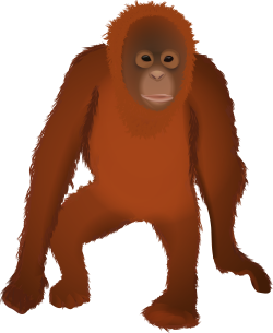 Osmawani Orangutan (@OsmawaniO) | Twitter