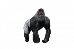 gorilla png - Free PNG Images | TOPpng