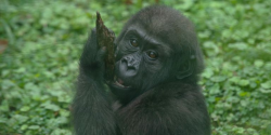 Baby gorilla grows, thrives at National Zoo - The Washington ...