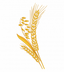 Wheat Png - Rice Grain Clipart Png Free PNG Images & Clipart ...