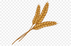 Wheat Ear Grain Clip art - wheat png download - 600*563 - Free ...