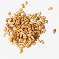 Wheat Grain, Wheat, Grains, Produce PNG Image and Clipart for Free ...