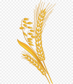 Rice Grain PNG Cereal Grain Clipart download - 480 * 1040 ...