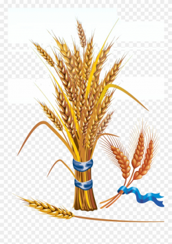 Wheat Clipart Feather - Cereal Grains: Evaluation, Value ...