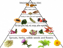 Parrot Food Pyramid | Parrot Care | Pinterest | Food pyramid, Pet ...