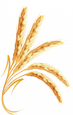 Wheat png - Free PNG Images | TOPpng