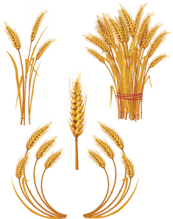 Wheat Royalty-free Ear Clip art - Rice 499*632 transprent Png Free ...