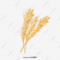 Hand Painted Golden Wheat, Botany, Unhusked Rice, Golden PNG ...