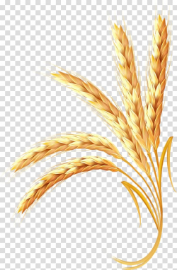 Wheat illustration, Wheat Adobe Illustrator Ear, Golden ...