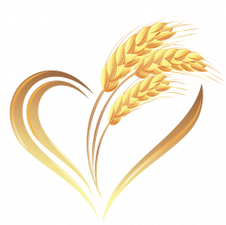 Wheat Heart Cereal - Golden wheat 881*879 transprent Png Free ...
