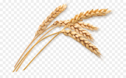 Wheat Cartoon clipart - Harvest, Agriculture, Wheat ...