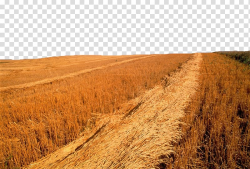 Saskatoon Wheat Harvest , Golden yellow wheat field ...