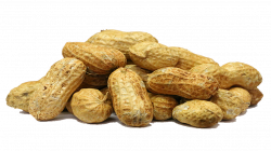 Peanut PNG images free download