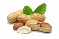 Peanut PNG images free download
