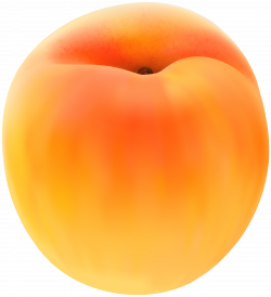 Apricot Free PNG Clip Art Image | Gallery Yopriceville - High ...