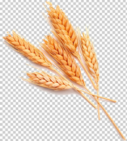 Wheat Stock Photography Food Ear Whole Grain PNG, Clipart ...
