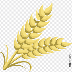 PNG Wheat Grain Element Vector PNG Image - PNG drive