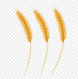 free png download wheat grains clipart png photo png - wheat ...