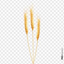 PNG Clipart Grain Wheat Vector PNG Image - PNG drive