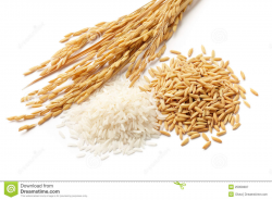 Rice grain clipart 8 » Clipart Station
