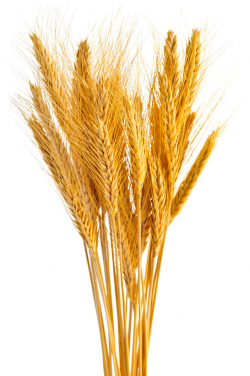 Free Grains Clipart sheaf, Download Free Clip Art on Owips.com