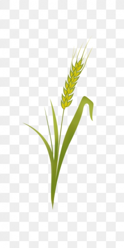 Rice Grain PNG Images | Vector and PSD Files | Free Download ...
