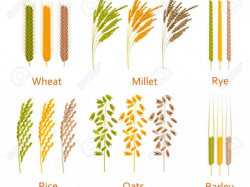 Free Grain Clipart ceral, Download Free Clip Art on Owips.com
