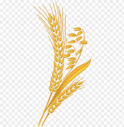 wheat grain png clipart transparent library - wheat clipart ...