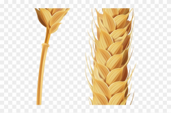 Wheat Clipart Transparent Background - Stalk Of Grain ...