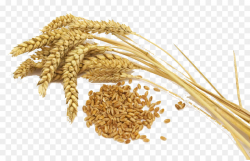Wheat Cartoon clipart - Food, transparent clip art