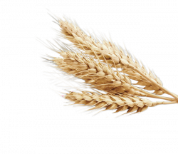 Wheat PNG Image - PurePNG | Free transparent CC0 PNG Image Library