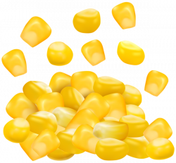 Sweet Corn Grains PNG Clip Art Image | Gallery Yopriceville - High ...