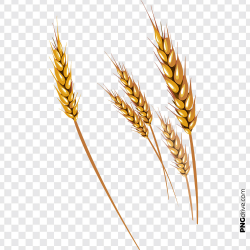 Grains Clipart Gold Wheat Vector PNG Image - PNG drive
