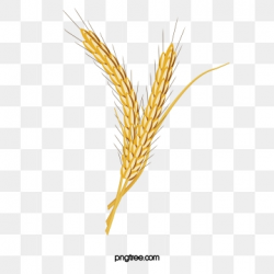 Grain Png, Vector, PSD, and Clipart With Transparent ...