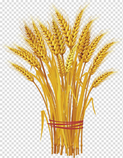 Brown wheat grains illustration, Like a Bundle of Reeds: Why ...