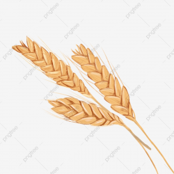 A Bunch Of Ripe Harvested Grain Wheat, Wheat, Grain, Food ...