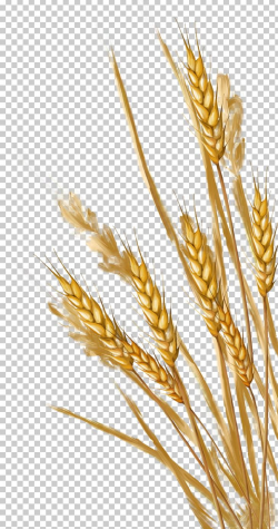 Wheat Ear PNG, Clipart, Albom, Cereal, Cereal Germ, Clip Art ...