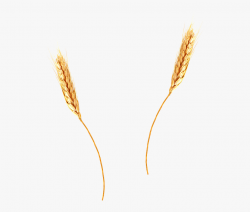 Ear Of Wheat Clipart - Wheat Transparent , Transparent ...
