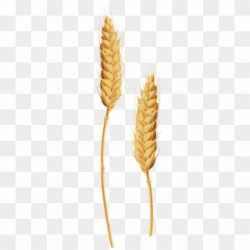 Barley Clipart Wheat Grass - Stalk Of Grain Clipart, HD Png ...
