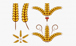Grains Clipart Wheat Leaf - Draw Wheat In Illustrator ...