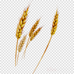 Wheat Cartoon clipart - Wheat, Plant, Grass, transparent ...