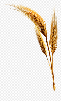 Emmer Rice Clip Art Transprent Png Free - Wheat Plant Png ...
