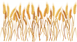 Ear Cereal Common wheat Clip art - wheat Seeds 850*465 transprent ...