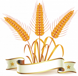 19 Grain clipart wheat ear HUGE FREEBIE! Download for PowerPoint ...