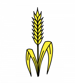 wheat - Wikidata